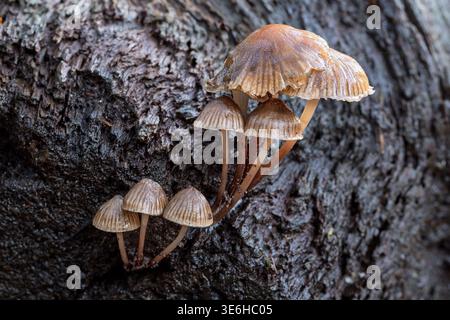 Gemeinsame Motorhaube, New Forest, Hampshire, Großbritannien Stockfoto