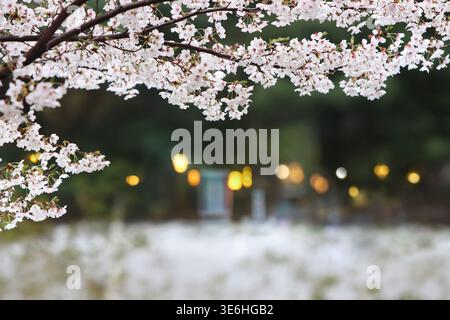 Frühlingslandschaft mit Kirschbäumen in voller Blüte, Kirschblütenfest im Hintergrund Stockfoto