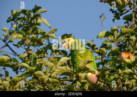 Gelbköpfiger amazonas saß in einem Obstbaum und aß einen Apfel, umgeben von grünen Blättern im hellen Sonnenlicht vor einem blauen Himmel. Stockfoto
