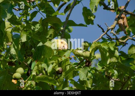 Gelbköpfiger amazonaspapagei ernährt sich von Walnüssen in einem Baum zwischen dichtem Laub. Stockfoto