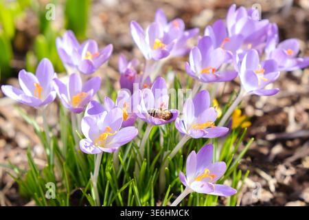 Nahaufnahme der im Frühfrühling blühenden violetten Krokusblüten mit einer Pollensammelbiene. Natürliches Sonnenlicht, geringe Schärfentiefe und weiches Bokeh Stockfoto