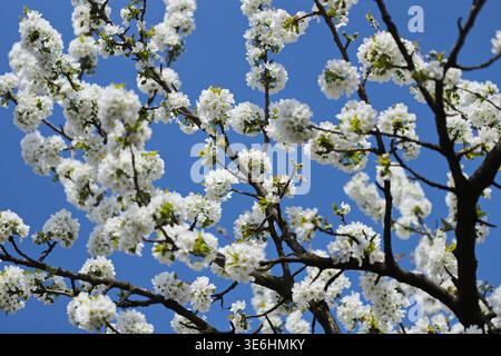 Cherry Blossom gegen den blauen Himmel Stockfoto