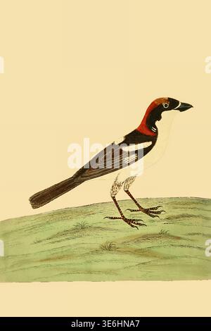 Handgezeichnete wissenschaftliche Illustration eines kleinen singvogels mit einem markanten rotbraunen Kopf, schwarzen Markierungen und weißer Unterseite, stehend auf einem subtilen grünen Grashügel. Aus Einer Naturgeschichte der Vögel : illustriert mit hunderteinhundert Kupferplatten, kurioserweise aus dem Leben von Eleazar Albin, aktiv 1713-1759, Autor, Illustrator, Kolorist, Herausgeber Band 2 Veröffentlichungsdatum 1731 Stockfoto