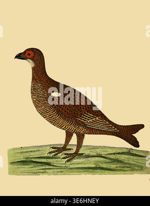 Das Hen des schwarzen Spiels. Grygallus mincr. Albins wissenschaftliche Illustration, die einen braunen Wildvogel mit gesprenkeltem Gefieder und einem roten Augenring zeigt, der auf Gras steht und historische Ornithologie bietet. Aus Einer Naturgeschichte der Vögel : illustriert mit hundertundeinkupfernen Platten, kurioserweise aus dem Leben von Eleazar Albin, aktiv 1713-1759, Autor, Illustrator, Kolorist, Herausgeber Band 2 Veröffentlichungsdatum 1731 Stockfoto