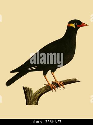 Der Bergmann aus Ostindien Schwarzer Vogel mit farbenfrohen Gesichtsmarkierungen und rotem Schnabel, der auf einem Holzzweig thront, dargestellt in einer klassischen, detaillierten Naturgeschichte-Illustration aus Eleazar Albins Werk aus dem 18. Jahrhundert. Aus Einer Naturgeschichte der Vögel : illustriert mit hunderteinhundert Kupferplatten, kurioserweise aus dem Leben von Eleazar Albin, aktiv 1713-1759, Autor, Illustrator, Kolorist, Herausgeber Band 2 Veröffentlichungsdatum 1731 Stockfoto