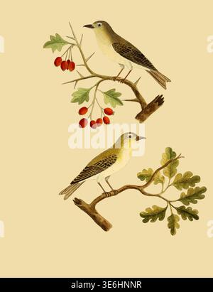 Der Grüne Zorn. Regulus Non Cristatus. Albin Vintage Vogel Illustration von zwei Arten, die auf getrennten Zweigen mit roten Beeren und Dornen, die andere mit Eichenlaub thront detaillierte naturgeschichtliche Studie. Aus Einer Naturgeschichte der Vögel : illustriert mit hunderteinhundert Kupferplatten, kurioserweise aus dem Leben von Eleazar Albin, aktiv 1713-1759, Autor, Illustrator, Kolorist, Herausgeber Band 2 Veröffentlichungsdatum 1731 Stockfoto