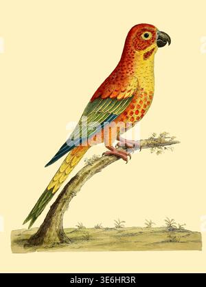 Angola Paroqueet – tropische Papageienillustration mit rotem, gelbem und grünem Gefieder, schwarzem Schnabel und lebendigen Schwanzfedern, die sich auf einem rustikalen Baumzweig innerhalb einer naturgeschichtlichen Zeichnung erhebt. Aus Einer Naturgeschichte der Vögel : illustriert mit hunderteinhundert Kupferplatten, kurioserweise aus dem Leben von Eleazar Albin, aktiv 1713-1759, Autor, Illustrator, Kolorist, Herausgeber Band 3 Veröffentlichungsdatum 1738 Stockfoto