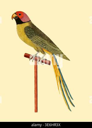 Ein Paroqueet aus Bengalen - Albins farbenfroher Sittich, eine historische Naturgeschichte Illustration mit einem lebendigen Vogel mit einer roten Krone und langem Schwanz, wird fachmännisch auf einem hellen Hintergrund dargestellt. Aus Einer Naturgeschichte der Vögel : illustriert mit hunderteinhundert Kupferplatten, kurioserweise aus dem Leben von Eleazar Albin, aktiv 1713-1759, Autor, Illustrator, Kolorist, Herausgeber Band 3 Veröffentlichungsdatum 1738 Stockfoto