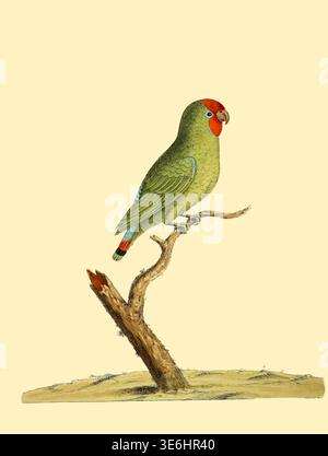 Der kleine grüne Paroqueet aus Ostindien. - Handkolorierter Gravur einer wissenschaftlichen Vogelillustration aus dem 18. Jahrhundert, die einen bunten grünen Papagei mit einem roten Kopf darstellt, der auf einem rustikalen Zweig vor einem minimalen Hintergrund thront. Aus Einer Naturgeschichte der Vögel : illustriert mit hunderteinhundert Kupferplatten, kurioserweise aus dem Leben von Eleazar Albin, aktiv 1713-1759, Autor, Illustrator, Kolorist, Herausgeber Band 3 Veröffentlichungsdatum 1738 Stockfoto