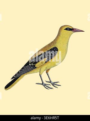Der gelbe Vogel aus Bengallen [Bengalen] - gelber Vogel auf hellem Hintergrund, mit schwarzen Flügelmarkierungen und einem rötlichen Schnabel, der eine wissenschaftliche ornithologische Naturgeschichte Illustration und Vintage-Kunstwerke darstellt. Aus Einer Naturgeschichte der Vögel : illustriert mit hunderteinhundert Kupferplatten, kurioserweise aus dem Leben von Eleazar Albin, aktiv 1713-1759, Autor, Illustrator, Kolorist, Herausgeber Band 3 Veröffentlichungsdatum 1738 Stockfoto