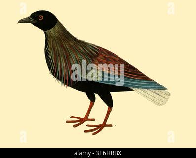 Die Nincombar Tauben, männlich - Albins farbenfrohe historische Ornithologie-Illustration, die einen Vogel mit schillernden Federn und roten Beinen darstellt, in einem detaillierten wissenschaftlichen Vintage-Stil dargestellt. Aus Einer Naturgeschichte der Vögel : illustriert mit hunderteinhundert Kupferplatten, kurioserweise aus dem Leben von Eleazar Albin, aktiv 1713-1759, Autor, Illustrator, Kolorist, Herausgeber Band 3 Veröffentlichungsdatum 1738 Stockfoto