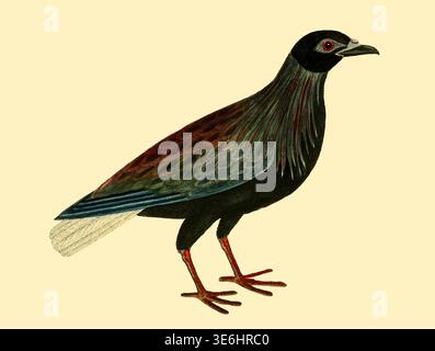 Die Nincombar Tauben Weibchen - Nicobar Taube steht allein und zeigt ihr dunkles, schillerndes Gefieder und rote Augen in einer antiken ornithologischen Illustration aus dem 18. Jahrhundert, die die Naturgeschichte repräsentiert. Aus Einer Naturgeschichte der Vögel : illustriert mit hunderteinhundert Kupferplatten, kurioserweise aus dem Leben von Eleazar Albin, aktiv 1713-1759, Autor, Illustrator, Kolorist, Herausgeber Band 3 Veröffentlichungsdatum 1738 Stockfoto