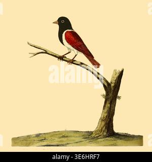 Kap der Guten Hoffnung Sparrow - Albins Illustration zeigt einen schwarzköpfigen, weißbauchigen Vogel mit roten Flügeln, die auf einem Baumzweig thronen und detailliertes Gefieder und eine naturgeschichtliche Zeichnung zeigen. Aus Einer Naturgeschichte der Vögel : illustriert mit hunderteinhundert Kupferplatten, kurioserweise aus dem Leben von Eleazar Albin, aktiv 1713-1759, Autor, Illustrator, Kolorist, Herausgeber Band 3 Veröffentlichungsdatum 1738 Stockfoto