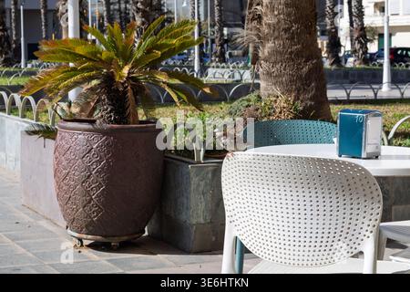 Sparrow sitzt auf einem Stuhl an einem Café-Tisch im Freien mit einer gepflanzten Palme Stockfoto