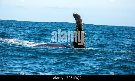Buckelwal Kalb Pectorale Flosse schlagen im indischen Ozean direkt vor Kynsa Point, Südafrika Stockfoto
