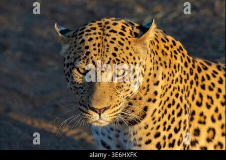 Leopard (Panthera pardus), Region Khomas, Namibia Stockfoto