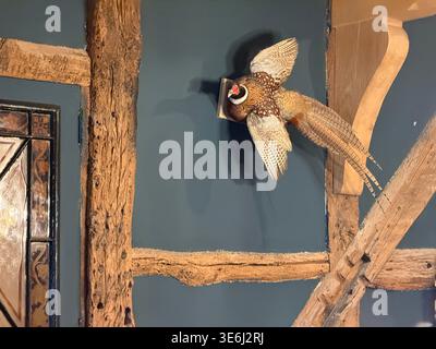 Fasan an an Holzrahmenwand im privaten Speisesaal des Hotels Indigo Stratford-upon-Avon, früher bekannt als Falcon Hotel. Stockfoto