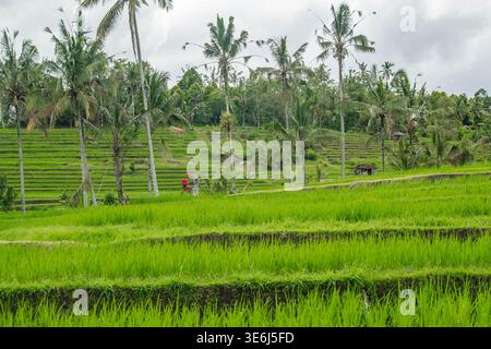 Üppige grüne Reiserouten auf Bali Stockfoto