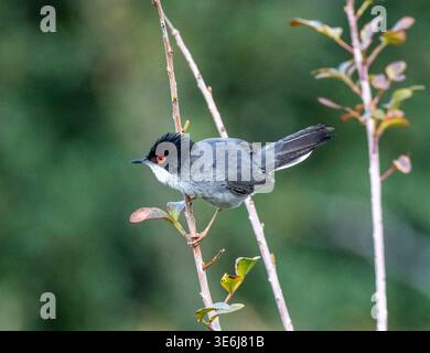 Männlicher sardischer Warbler (Curruca melanocephala) auf einem Sträucher, Paphos, Zypern. Stockfoto