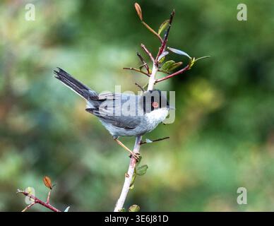 Männlicher sardischer Warbler (Curruca melanocephala) auf einem Sträucher, Paphos, Zypern. Stockfoto