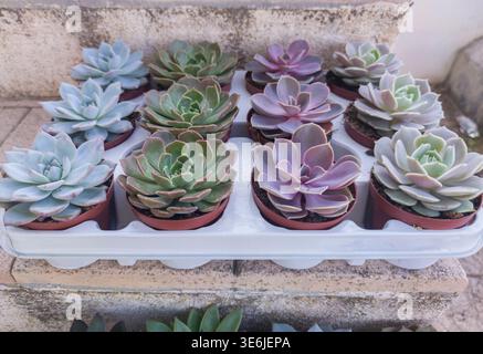 Tablett mit verschiedenen Arten von saftigen Pflanzen, bereit zum Pflanzen. Die Tabletts sind in Treppen angeordnet Stockfoto