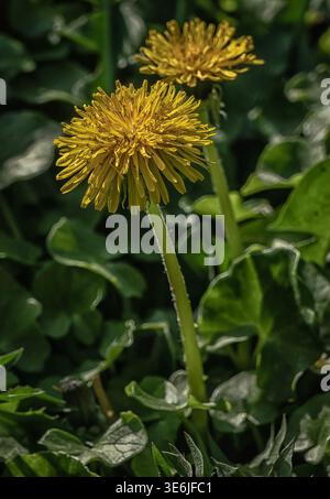 Die gelben Köpfe von Löwenzahn Stockfoto