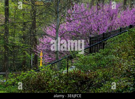 Ein Redbud-Baum in voller Blüte Stockfoto