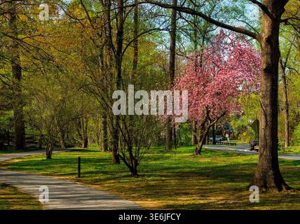 Eastern Redbud entlang einer Parkstraße Stockfoto