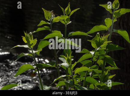 Die breiten Blätter eines buckeye-Baumes Stockfoto