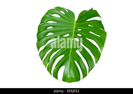Monstera-Blätter Blätter isolieren auf transparentem Hintergrund. Monstera deliciosa Blatt isoliert auf transparentem Hintergrund, ein tropisches Pflanzenblatt Stockfoto