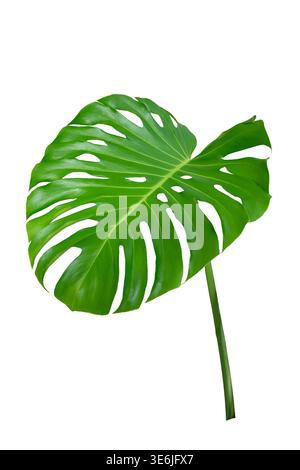 Monstera-Blätter Blätter isolieren auf transparentem Hintergrund. Monstera deliciosa Blatt isoliert auf transparentem Hintergrund, ein tropisches Pflanzenblatt Stockfoto