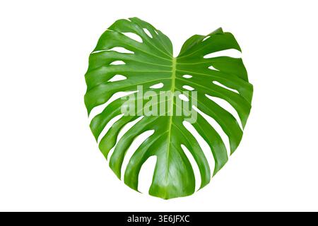 Monstera-Blätter Blätter isolieren auf transparentem Hintergrund. Monstera deliciosa Blatt isoliert auf transparentem Hintergrund, ein tropisches Pflanzenblatt Stockfoto
