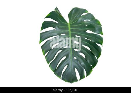 Monstera-Blätter Blätter isolieren auf transparentem Hintergrund. Monstera deliciosa Blatt isoliert auf transparentem Hintergrund, ein tropisches Pflanzenblatt Stockfoto