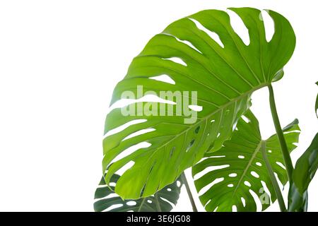 Monstera-Blätter Blätter isolieren auf transparentem Hintergrund. Monstera deliciosa Blatt isoliert auf transparentem Hintergrund, ein tropisches Pflanzenblatt Stockfoto