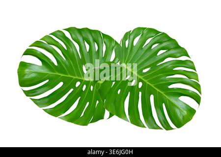 Monstera-Blätter Blätter isolieren auf transparentem Hintergrund. Monstera deliciosa Blatt isoliert auf transparentem Hintergrund, ein tropisches Pflanzenblatt Stockfoto