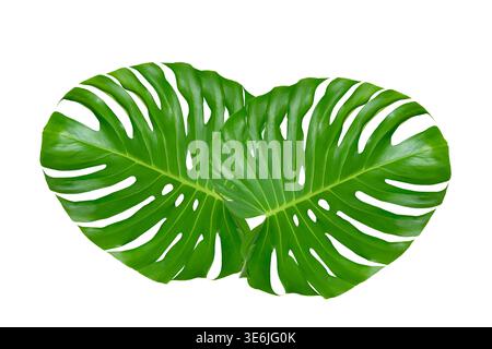 Monstera-Blätter Blätter isolieren auf transparentem Hintergrund. Monstera deliciosa Blatt isoliert auf transparentem Hintergrund, ein tropisches Pflanzenblatt Stockfoto