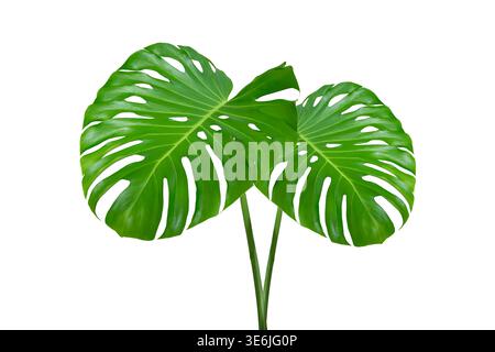 Monstera-Blätter Blätter isolieren auf transparentem Hintergrund. Monstera deliciosa Blatt isoliert auf transparentem Hintergrund, ein tropisches Pflanzenblatt Stockfoto