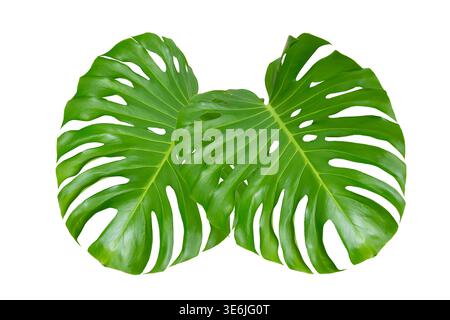 Monstera-Blätter Blätter isolieren auf transparentem Hintergrund. Monstera deliciosa Blatt isoliert auf transparentem Hintergrund, ein tropisches Pflanzenblatt Stockfoto