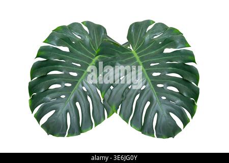 Monstera-Blätter Blätter isolieren auf transparentem Hintergrund. Monstera deliciosa Blatt isoliert auf transparentem Hintergrund, ein tropisches Pflanzenblatt Stockfoto