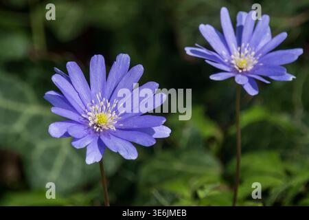 Balkananemone, Anemone Blanda. Stockfoto