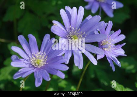Balkananemone, Anemone Blanda. Stockfoto