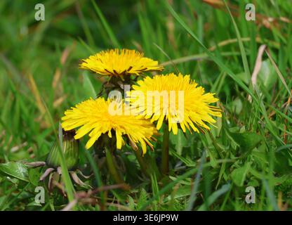 Löwenzahn, Taraxacum officinale, blüht im Frühling. Suffolk, England. Stockfoto