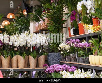 Malerischer Blumenladen mit farbenfrohen Blüten einschließlich Orchideen und Topfgrün werden in Reihen auf Holzregalen ausgestellt. Stockfoto