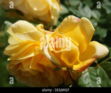 Detailgetreues Bild einer klassischen leuchtenden gelben Rosenknospe mit Gartenhintergrund voll geöffneter reifer gelber Rosen. Stockfoto