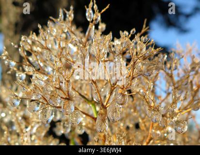 Detail des sonnenummantelten goldenen Strauchs, der mit Eis bedeckt ist und perlenartige Tropfen bildet, die an winzigen Ästen wie Juwelen am frostigen blauen Morgenhimmel hängen. Stockfoto