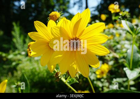 Nahaufnahme von zwei Lemon Queen Sonnenblumen auf hohen, schlanken Stielen in strahlendem Sonnenschein umgeben von grünem Laub in einem bebauten Garten. Stockfoto