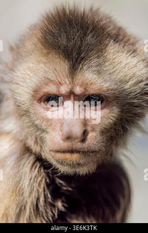 Cebus albifrons ist ein intelligenter New World Affe mit heller Stirn, beweglicher Bewegung und sozialem Verhalten in südamerikanischen Wäldern Stockfoto