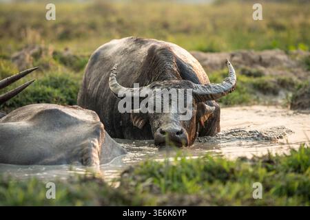 Wasserbüffel genießen ein entspannendes schlammiges Bad auf der Wiese im ländlichen Thailand nach einem heißen Tag auf der Farm. Stockfoto