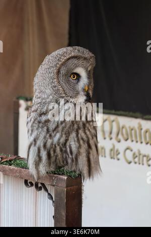 Eine majestätische große graue Eule thront auf einem Holzbalken bei einem mittelalterlichen Marktereignis in Vila-Real, Castellon. Stockfoto
