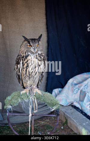 Eurasischer Uhu mit orangefarbenen Augen auf einem Ausstellungsstand während des Mercado Medieval Festivals in Vila-Real, Castello, Spanien. Stockfoto